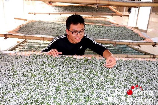 贵州威宁：发展蚕桑产业 促进农民增收