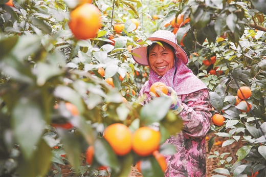 广西水果品种有237个 产量从全国第五跃升第一
