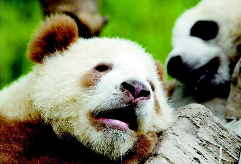 全球唯一棕色大熊猫七仔在陕西安然越冬组图