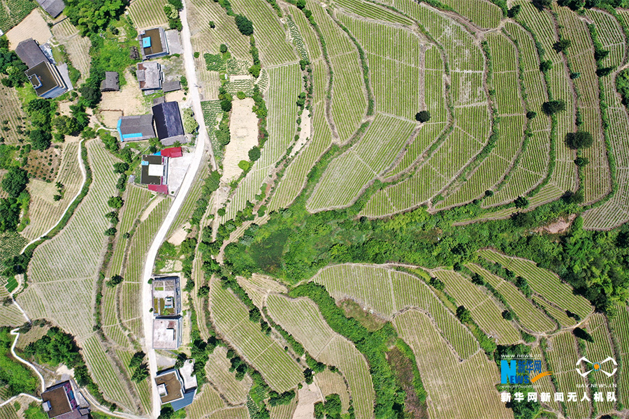 航拍重庆黔江：白茶基地建山间 初夏山村美如画