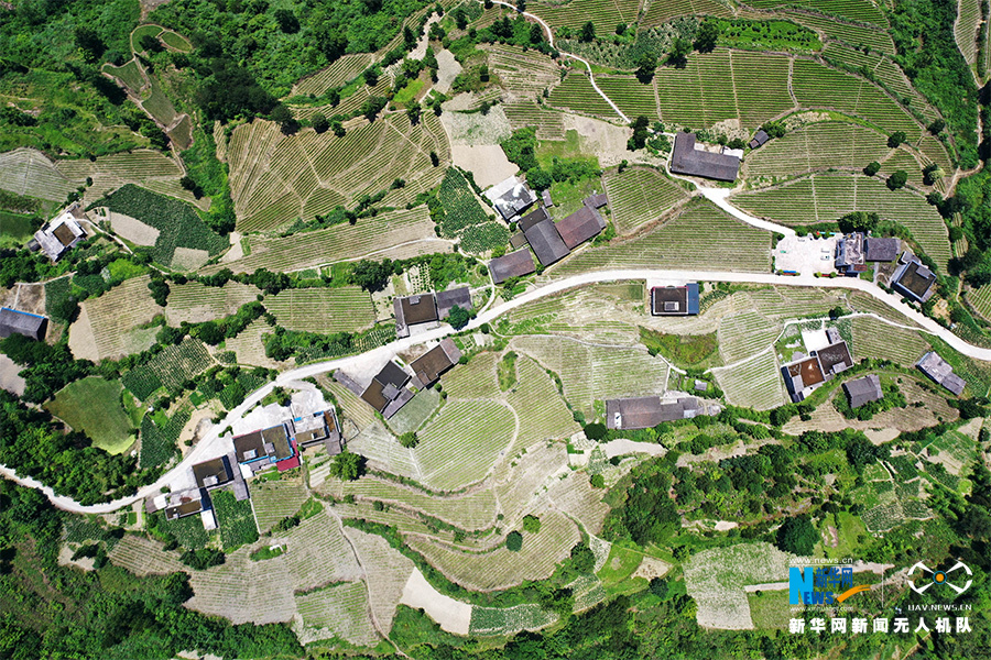 航拍重庆黔江：白茶基地建山间 初夏山村美如画