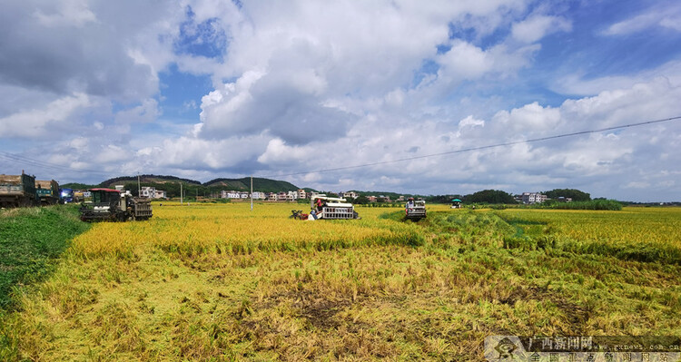 广西横县：39.9万亩早稻迎来收割