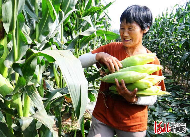 河北邯郸广平：水果玉米熟啦！