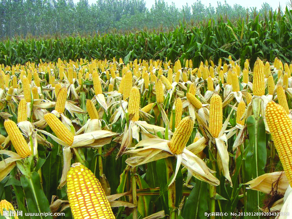 玉米种植 摄影图__蔬菜_生物世界_摄影图库_昵图网nipic.com