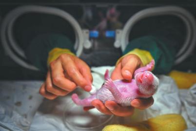 (中首)中国大熊猫保护研究中心四喜临门