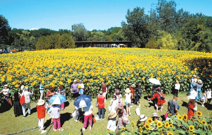 베이징 올림픽삼림공원의 해바라기꽃 축제 베이징 올림픽삼림공원의 해바라기꽃 축제_fororder_向日葵