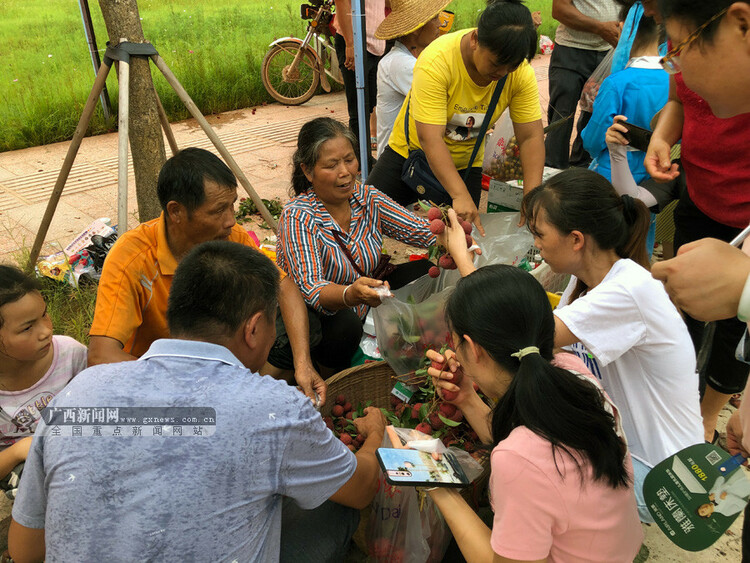 古凤荔枝迎大丰收 梧州龙圩区举办首届古凤荔枝节