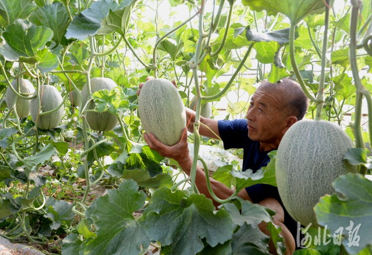 河北邯郸：果蔬种植富农家