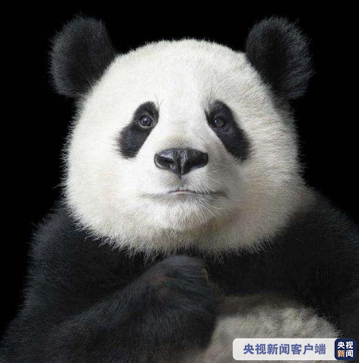 由濒危降为易危!国宝大熊猫野外种群数量达到1800多只
