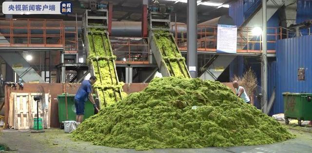 山東省青島、最大規模のアオサ襲来