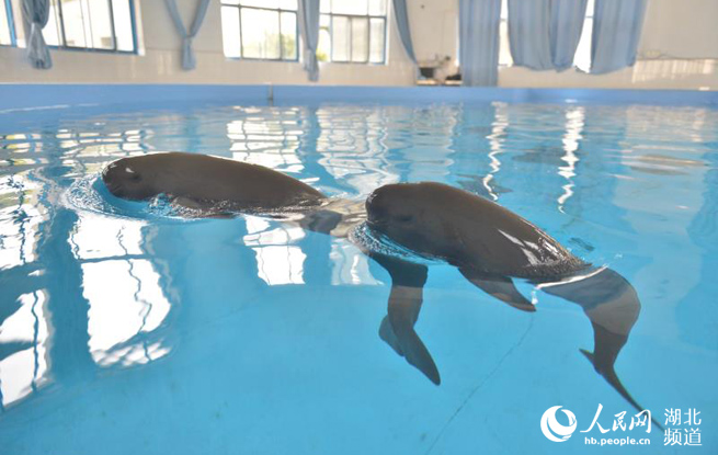 全球第三头人工繁殖江豚满周岁