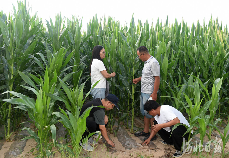 河北张家口：旱作玉米新技术 助力农民增收