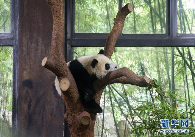 パンダ•*¨*•.¸♬︎ 上海野生動物園の赤ちゃんパンダ 名前は「七七」に_中国国際放送局