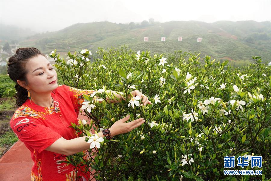 福鼎：栀子花开 香满贯岭