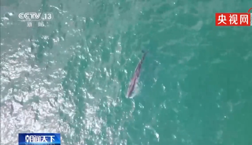 Jumlah Panda Raksasa Semakin Banyak, Tiongkok Berupaya Wujudkan Keharmonisan Manusia dengan Dunia Alam_fororder_Screenshot - 2021-07-09T171128.335