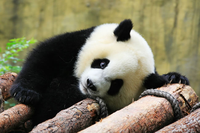 แพนด้าป่าในจีนถูกปรับลดลงมาอยู่ในระดับ “สูญพันธุ์ง่าย”_fororder_大熊猫3