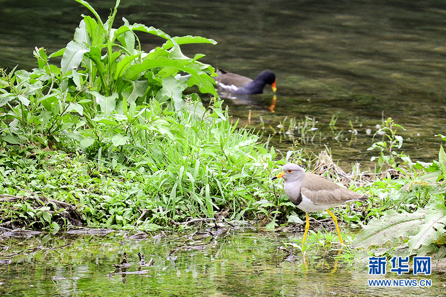 湖北宣恩贡水河湿地公园发现国家保护濒危珍贵鸟类灰头麦鸡