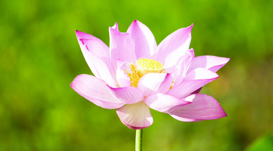 福建建宁千亩坪上梯田莲海被认证为“世界最大的梯田莲海”