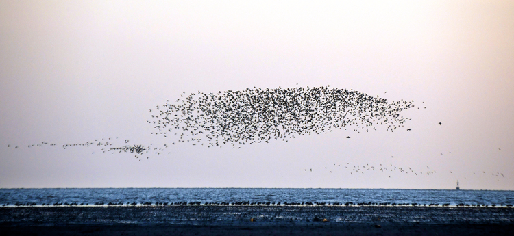 中国春季奇观：营口数百万只候鸟形成“鸟浪”