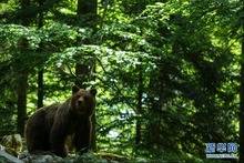 在斯洛文尼亚观熊小屋体验人与野生动物和谐共处