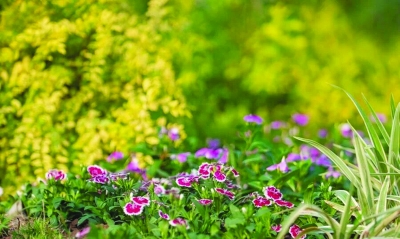 红绿灯少、景观美、功能多 扬子江大道全线通车