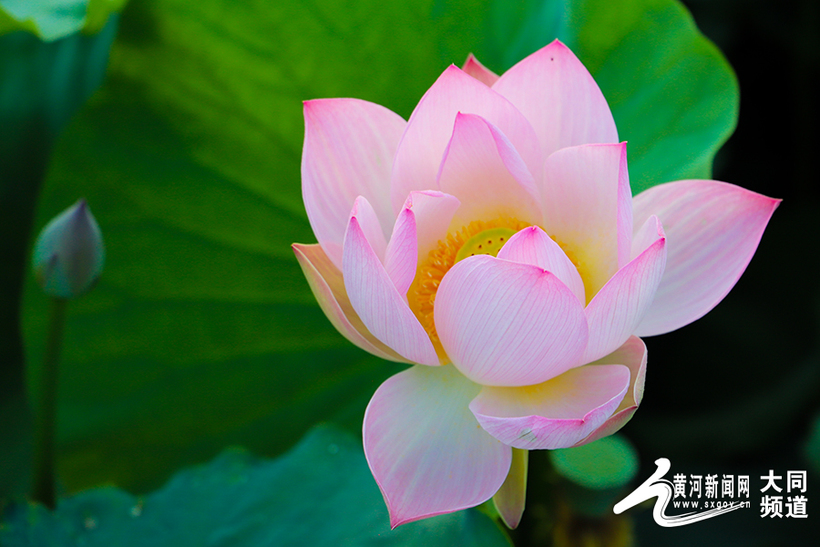 荷花娇艳护城河 荷叶罗裙香不断_fororder_4