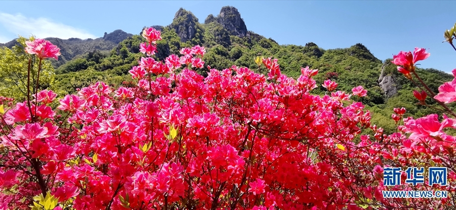 4月24日,河南省洛阳市汝阳县西泰山的杜鹃花进入最佳赏花期,10万顷