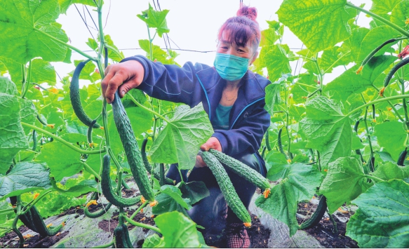 绥芬河日均1.5吨地产蔬菜保供应