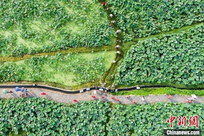 Bunga Teratai Mekar Jadi Tarikan Pelancong_fororder_lh4