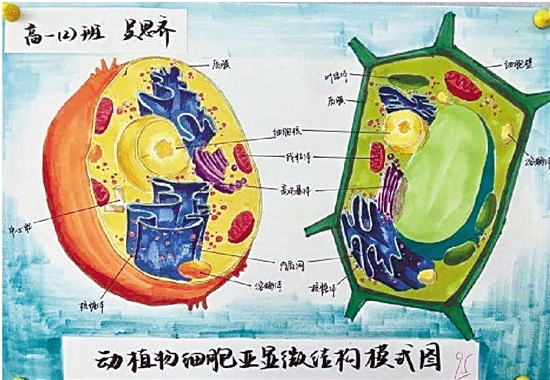 高中生手绘动植物细胞，简直以假乱真