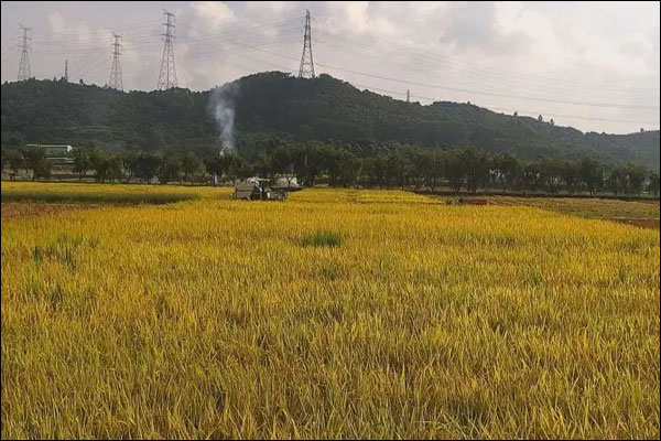 สื่อต่างประเทศรายงานการเก็บเกี่ยว "ข้าวอวกาศ" พร้อมชี้ว่าจีนให้ความสำคัญกับความมั่นคงทางอาหาร_fororder_20210716tkd