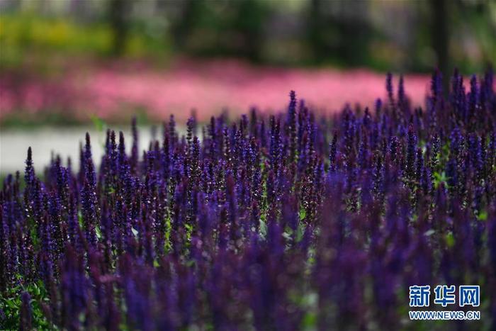 图片默认标题 图片默认标题_fororder_2