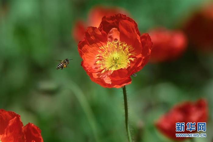 图片默认标题 图片默认标题_fororder_4