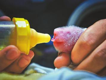 (中首)中国大熊猫保护研究中心四喜临门