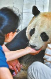 (中首)中国大熊猫保护研究中心四喜临门