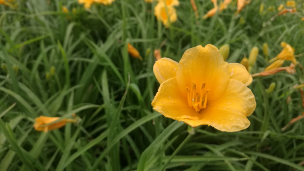 图片默认标题_fororder_1453047227