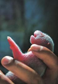 (中首)中国大熊猫保护研究中心四喜临门