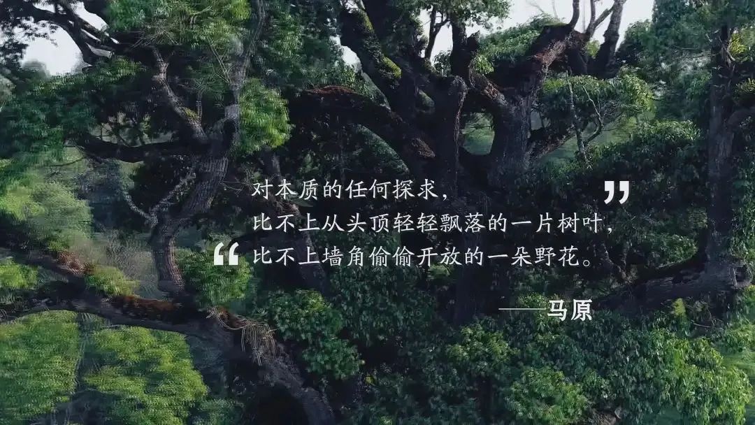 纪录片《文学的日常》:这才是“向往的生活” 纪录片《文学的日常》:这才是“向往的生活”