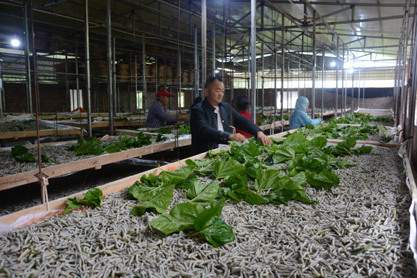 图片默认标题_fororder_喂蚕现场---摄影---雷艳