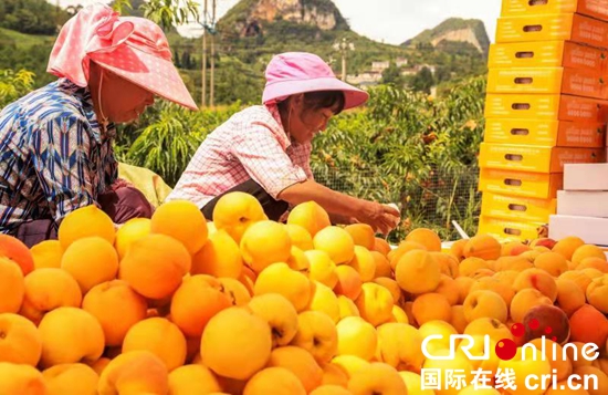 （原创）贵州六盘水：积极发展精品水果产业成效初显_fororder_游客2