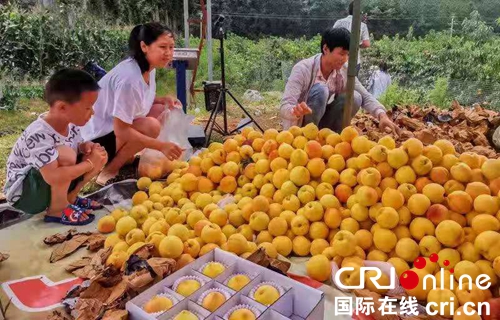 （原创）贵州六盘水：积极发展精品水果产业成效初显_fororder_游客1