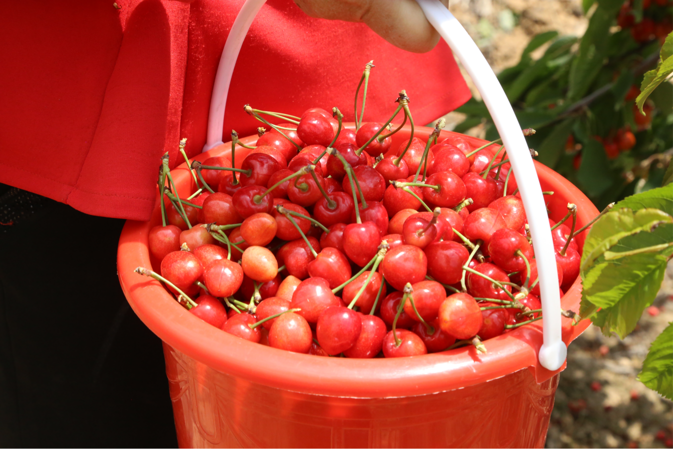 陕西黄龙:映日樱桃别样红