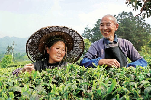 （黔茶贵水）贵州湄潭：种上“摇钱树” 做好“茶文章”