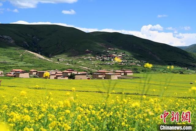 Ladang Bunga Canola, Lokasi Ideal untuk Bergambar_fororder_yc4