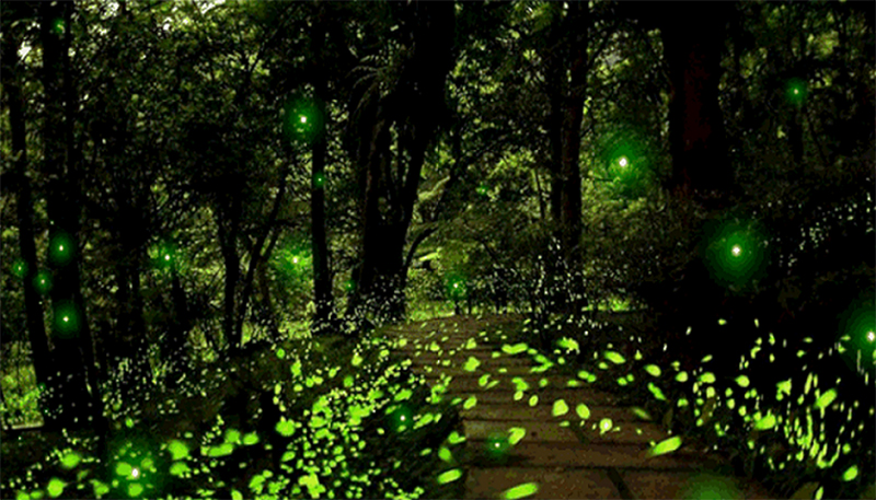 “仲夏流萤”邛崃天台山萤火虫文创快闪空间在成都点亮_fororder_天台山景区萤火虫-供图-邛崃市委宣传部