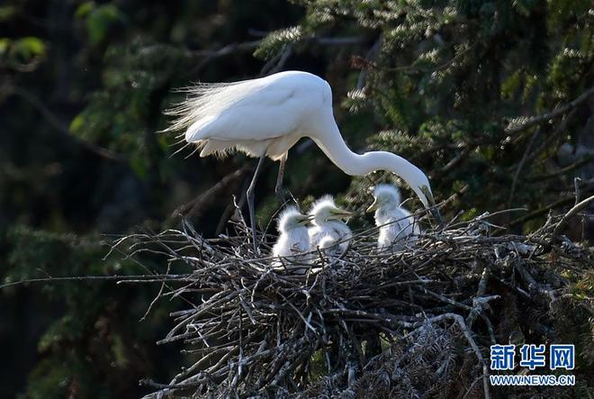 图片默认标题_fororder_102