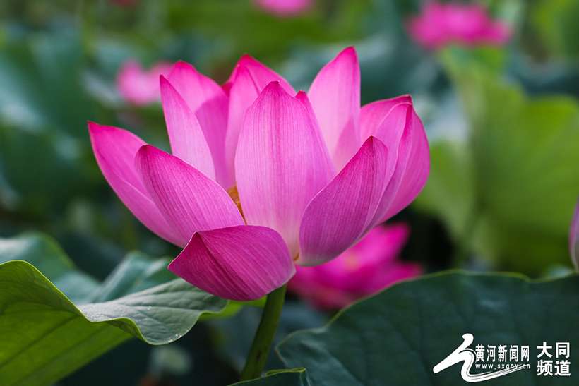 荷花娇艳护城河 荷叶罗裙香不断_fororder_14