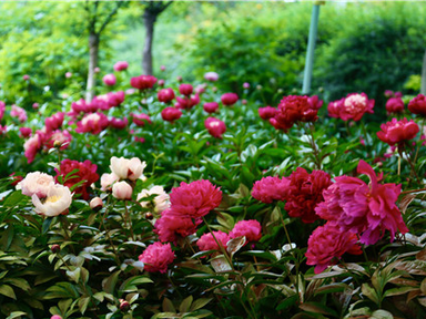 Wangcheng Park: Charming Beauty of Peonies and Herbaceous Peonies