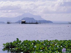 菲律宾的拉古纳湖发生翻船意外，导致8人死亡