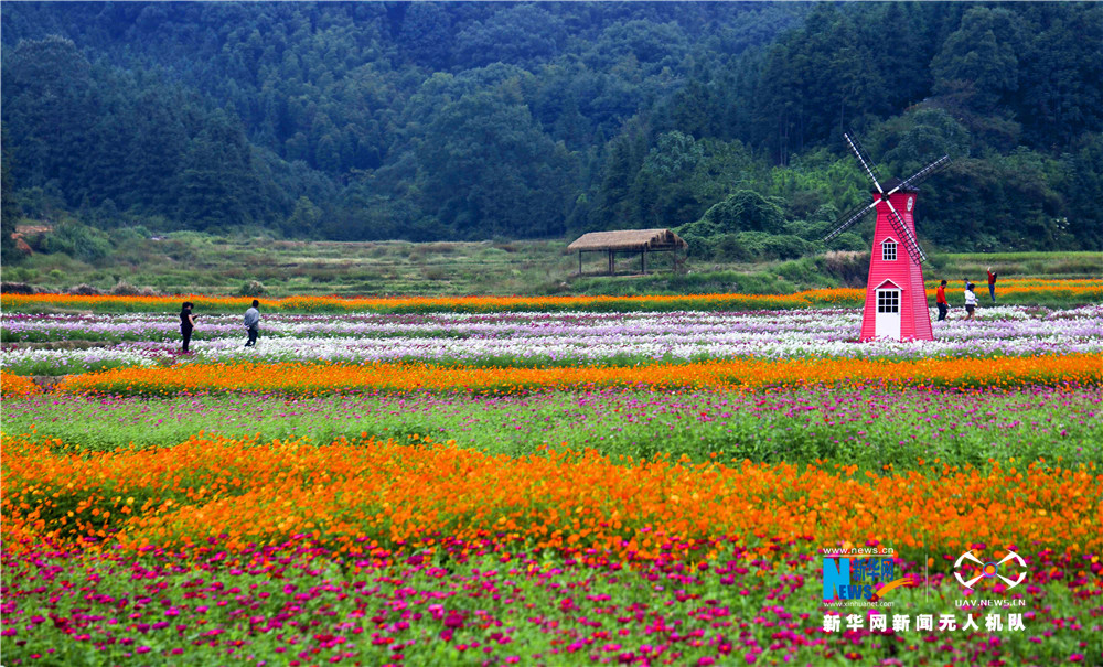 助脱贫 航拍江西新余的"花海经济"(组图)